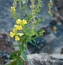 Attēlu rezultāti vaicājumam “Linaria loeselii leaf”