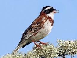 Image result for Emberiza rustica