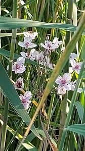 Attēlu rezultāti vaicājumam “Butomus umbellatus”