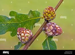 Attēlu rezultāti vaicājumam “Andricus foecundatrix”