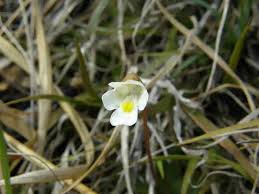 Attēlu rezultāti vaicājumam “Pinguicula alpina”