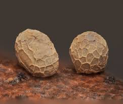 Attēlu rezultāti vaicājumam “Seligeria donniana”