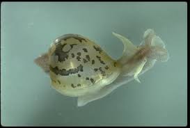 Attēlu rezultāti vaicājumam “Lymnaeidae”