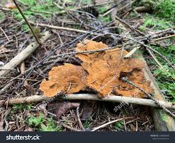 Attēlu rezultāti vaicājumam “Onnia tomentosa”