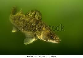 Image result for Sander lucioperca