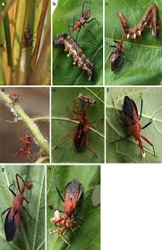 Attēlu rezultāti vaicājumam “Rhynocoris annulatus imago”