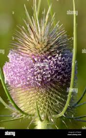 Image result for Dipsacus silvestris