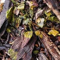 Attēlu rezultāti vaicājumam “Physarum flavicomum”