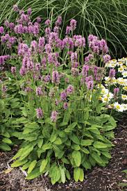 Attēlu rezultāti vaicājumam “Stachys”