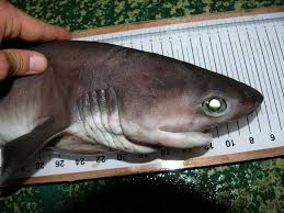 Image result for Hexanchus griseus