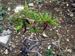 Attēlu rezultāti vaicājumam “Ledum palustre flower”