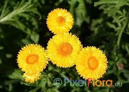 Image result for Helichrysum subulifolium