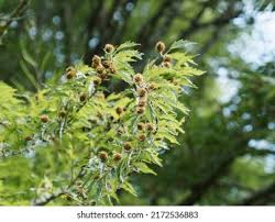 Attēlu rezultāti vaicājumam “Fagus sylvatica fo. laciniata bud”