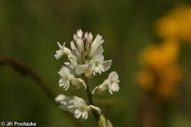 Attēlu rezultāti vaicājumam “Polygala vulgaris”