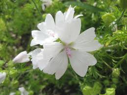 Image result for Malva moschata alba