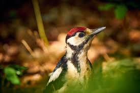 Attēlu rezultāti vaicājumam “Dendrocopos minor”