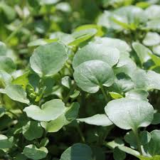 Image result for Brunnenkresse