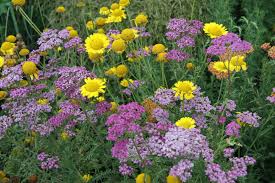 Image result for Färberkamille