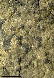 Attēlu rezultāti vaicājumam “Verrucaria hydrela”