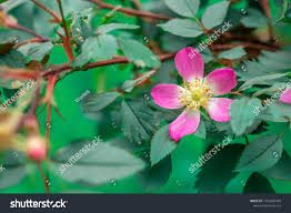 Attēlu rezultāti vaicājumam “Rosa glauca”