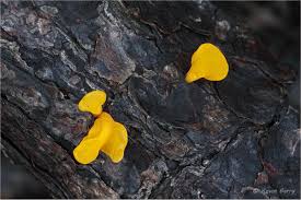 Attēlu rezultāti vaicājumam “Dacrymyces chrysospermus spores”