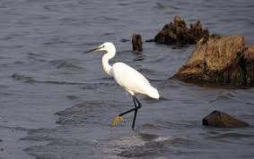 Image result for Egretta garzetta