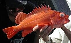 Image result for Sebastes fasciatus