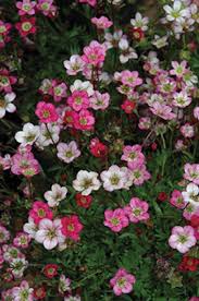 Attēlu rezultāti vaicājumam “Saxifraga cymbalaria fruit”