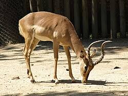 Attēlu rezultāti vaicājumam “Artiodactyla”