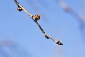 Attēlu rezultāti vaicājumam “Ulmus glabra flower”