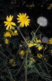 Attēlu rezultāti vaicājumam “Senecio vernalis leaf”