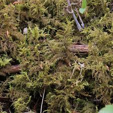 Attēlu rezultāti vaicājumam “Thuidium recognitum”