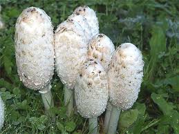 Attēlu rezultāti vaicājumam “Coprinus comatus”