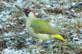 Attēlu rezultāti vaicājumam “Picus viridis”