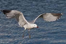 Image result for Larus audouinii
