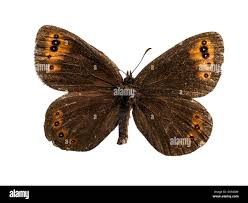 Attēlu rezultāti vaicājumam “Erebia aethiops upperside”