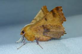 Attēlu rezultāti vaicājumam “Ennomos autumnaria male”