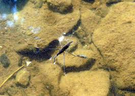 Attēlu rezultāti vaicājumam “Aquarius najas”