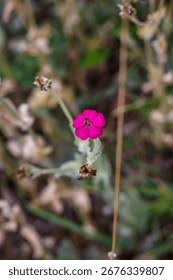 Attēlu rezultāti vaicājumam “Silene viscaria bud”
