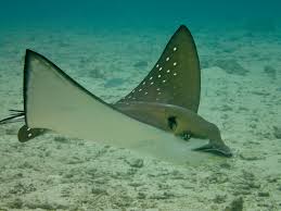 Image result for Aetobatus ocellatus