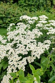 Image result for Achillea Ptarmica