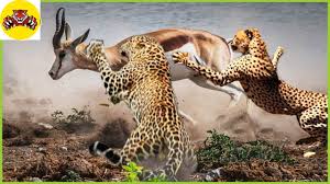 Image result for Antelope 1984 Jaguar