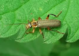 Attēlu rezultāti vaicājumam “Cantharis nigricans”