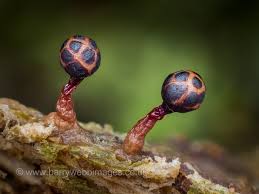 Attēlu rezultāti vaicājumam “Cribraria purpurea macro”