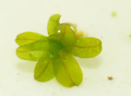 Attēlu rezultāti vaicājumam “Syntrichia latifolia”