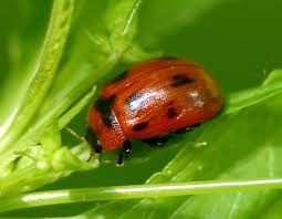 Attēlu rezultāti vaicājumam “Gonioctena viminalis”