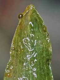 Attēlu rezultāti vaicājumam “Potamogeton praelongus”