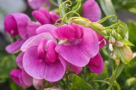 Attēlu rezultāti vaicājumam “Lathyrus latifolius leaf”