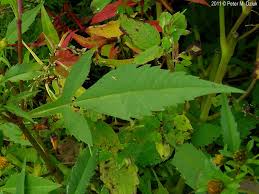 Attēlu rezultāti vaicājumam “Bidens frondosa leaf”