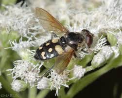 Attēlu rezultāti vaicājumam “Sericomyia sp.”